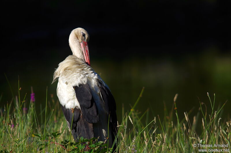 Cigogne blanche