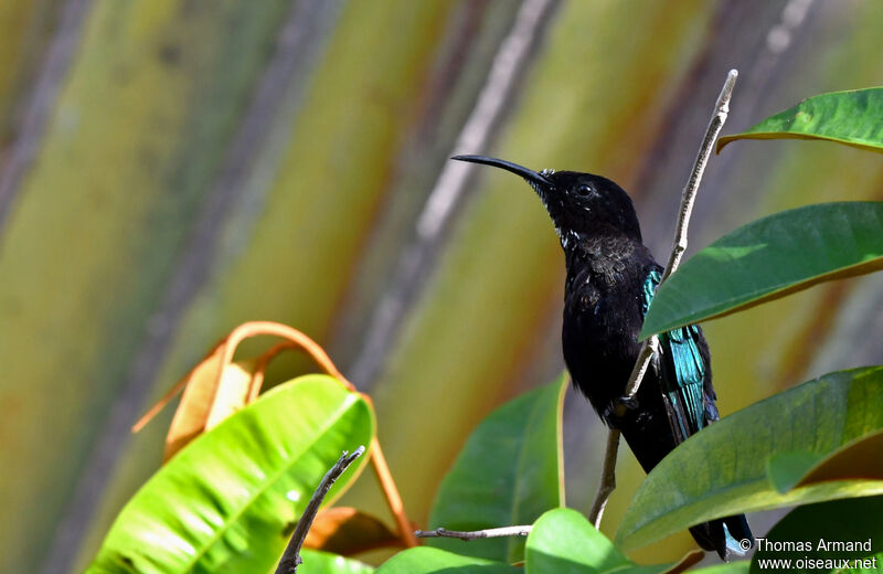 Colibri madère