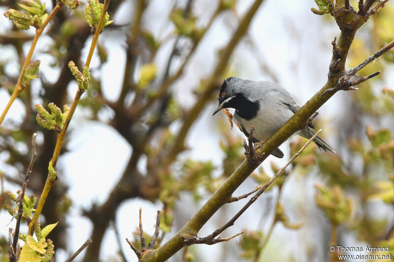 Fauvette de Rüppell