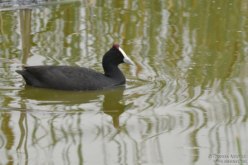 Foulque caronculée