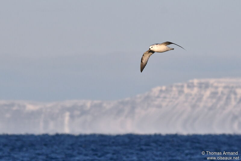 Fulmar boréal