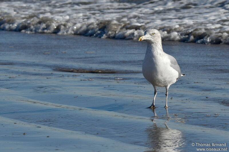 American Herring Gull