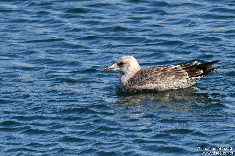 American Herring Gull