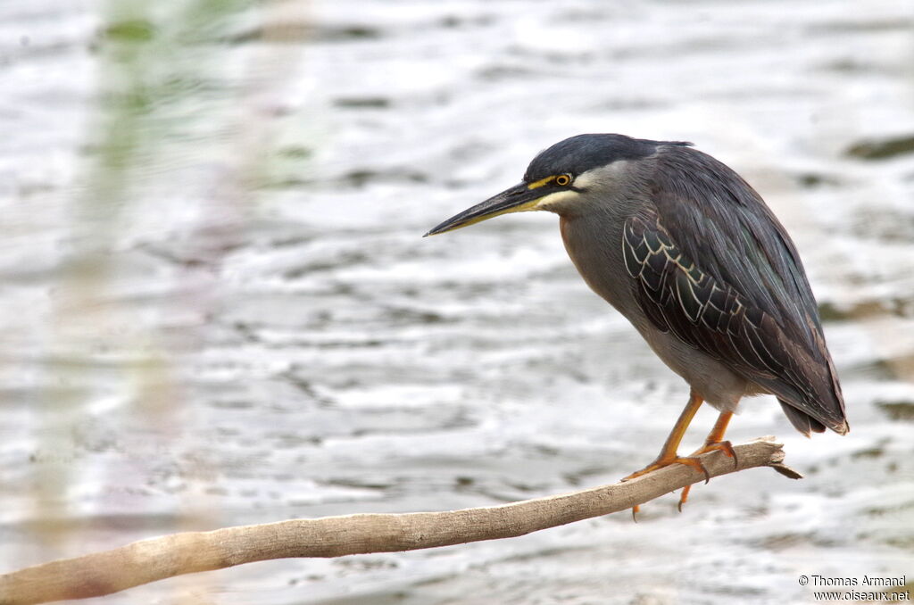 Little Heron