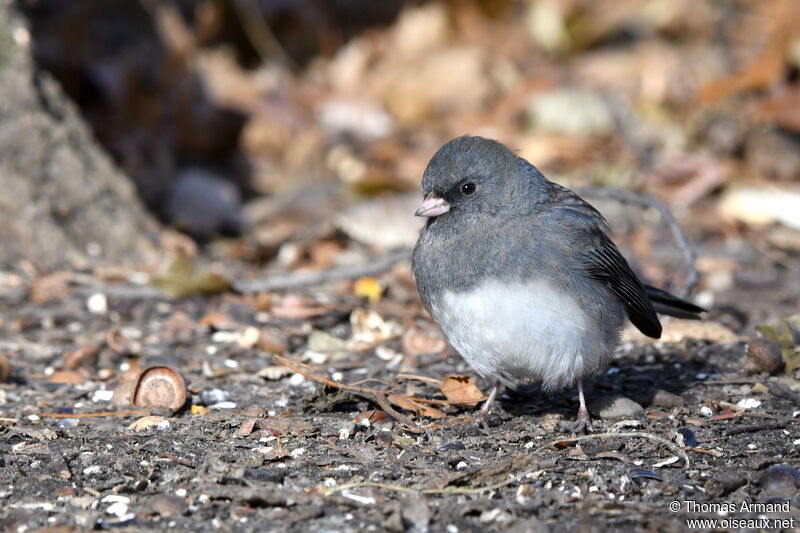 Junco ardoisé