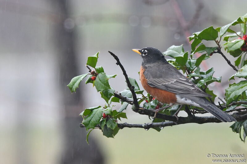 American Robin