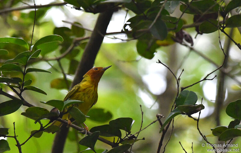 Paruline des mangroves