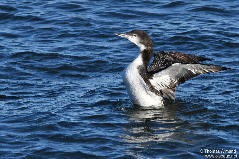 Plongeon imbrin