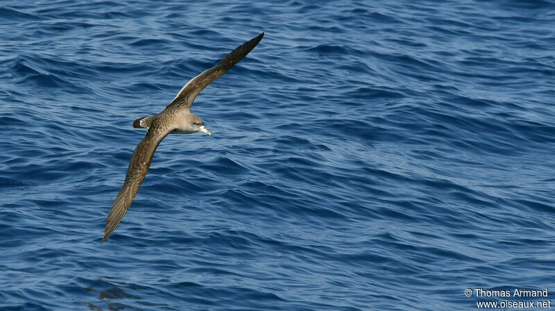 Puffin de Scopoli