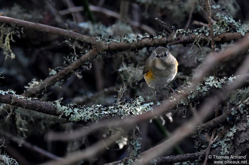 Robin à flancs roux