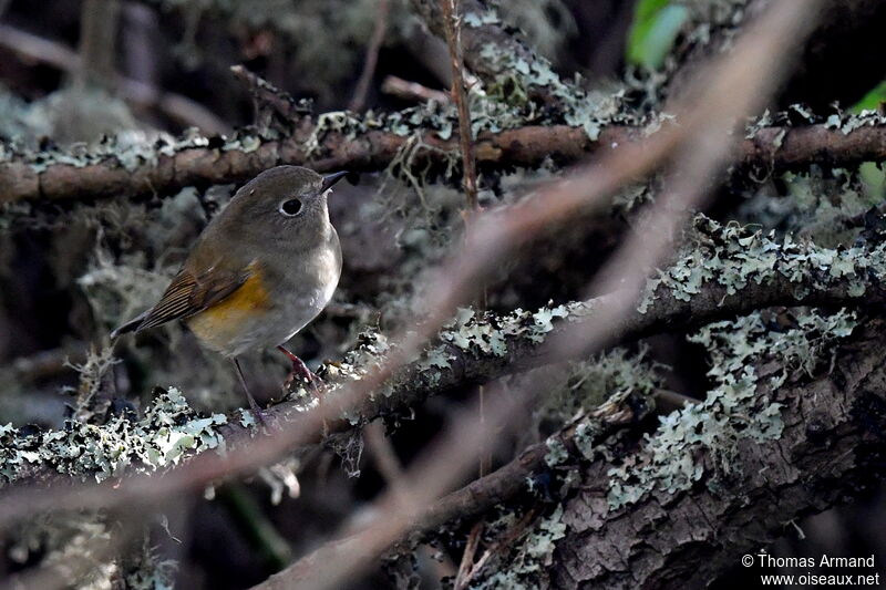 Robin à flancs roux