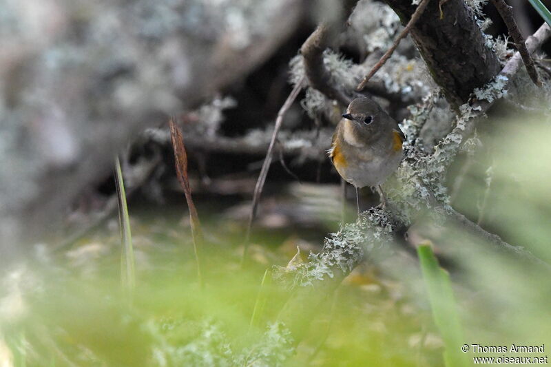 Robin à flancs roux