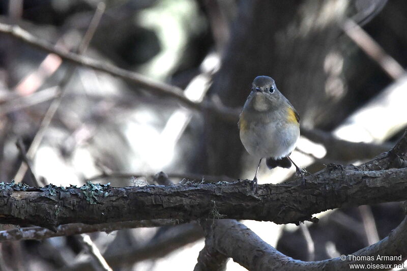 Robin à flancs roux