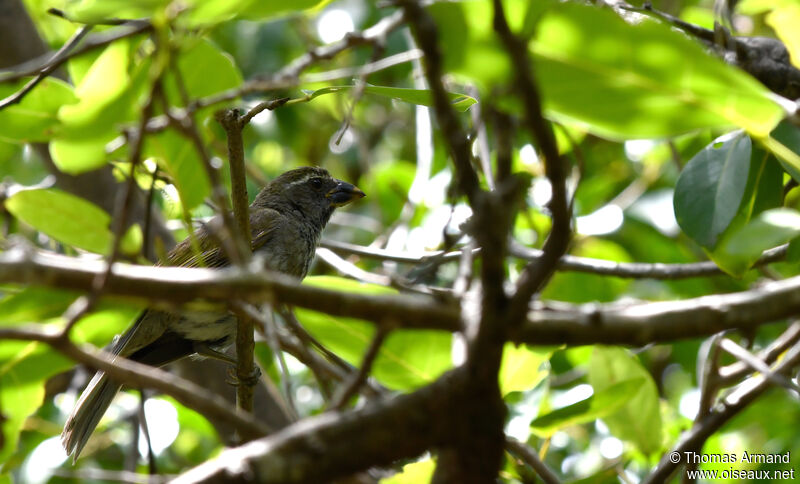 Saltator gros-bec