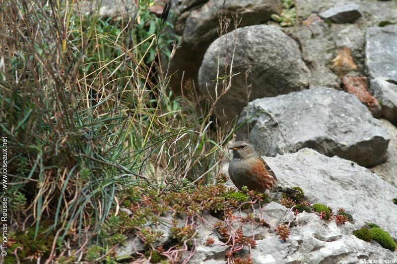 Accenteur alpin