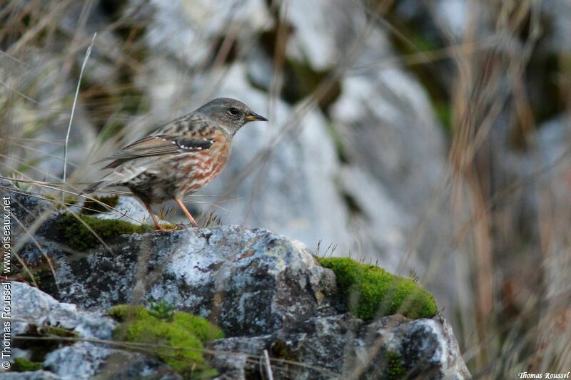 Alpine Accentoradult