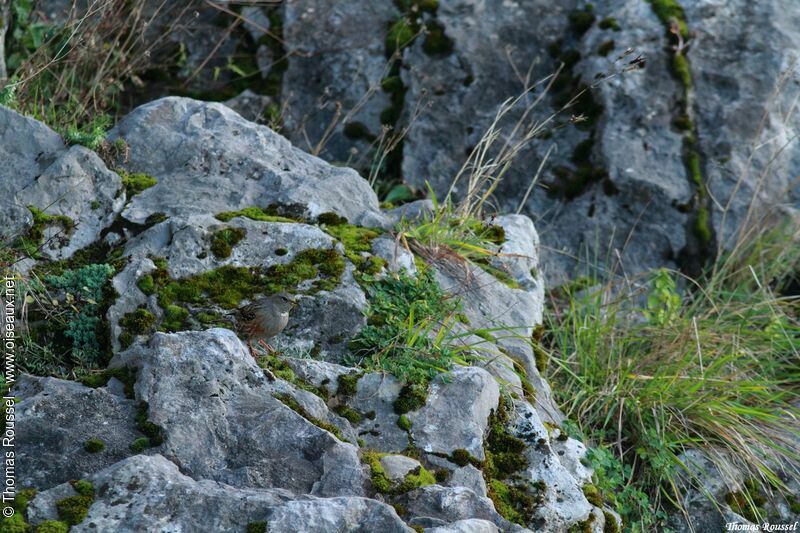 Accenteur alpin, habitat