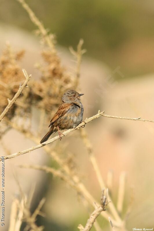 Dunnock