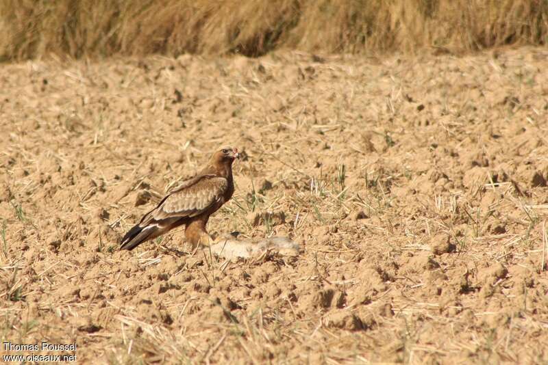 Booted Eagleadult, identification