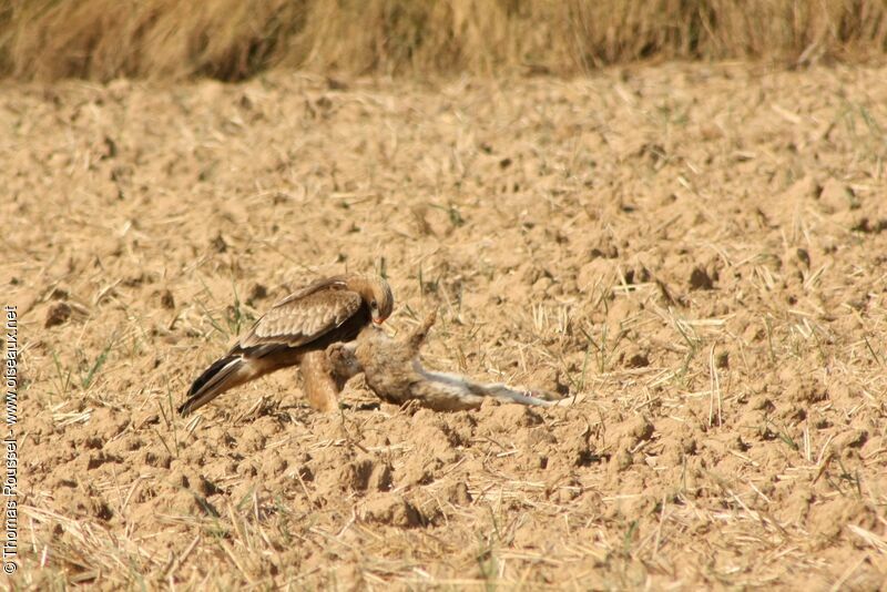 Booted Eagleadult, identification, feeding habits