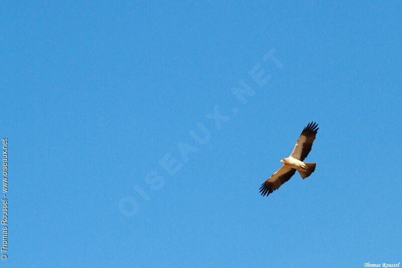 Booted Eagle, Flight