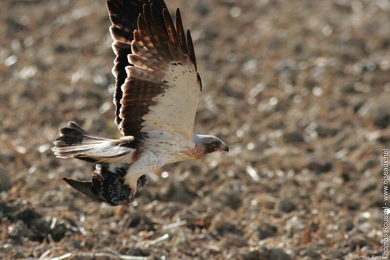 Booted Eagle, Flight, feeding habits