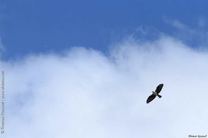 Aigle de Bonelli, Vol