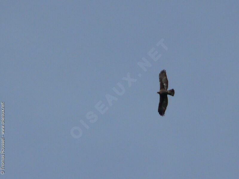 Golden Eagle, Flight