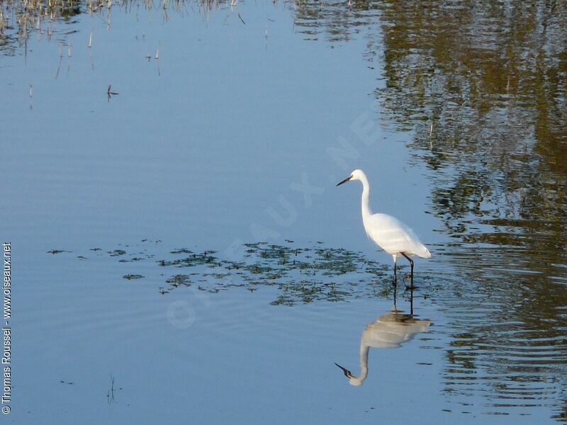 Little Egret