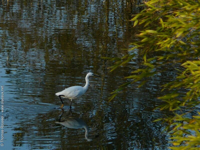 Little Egret, identification