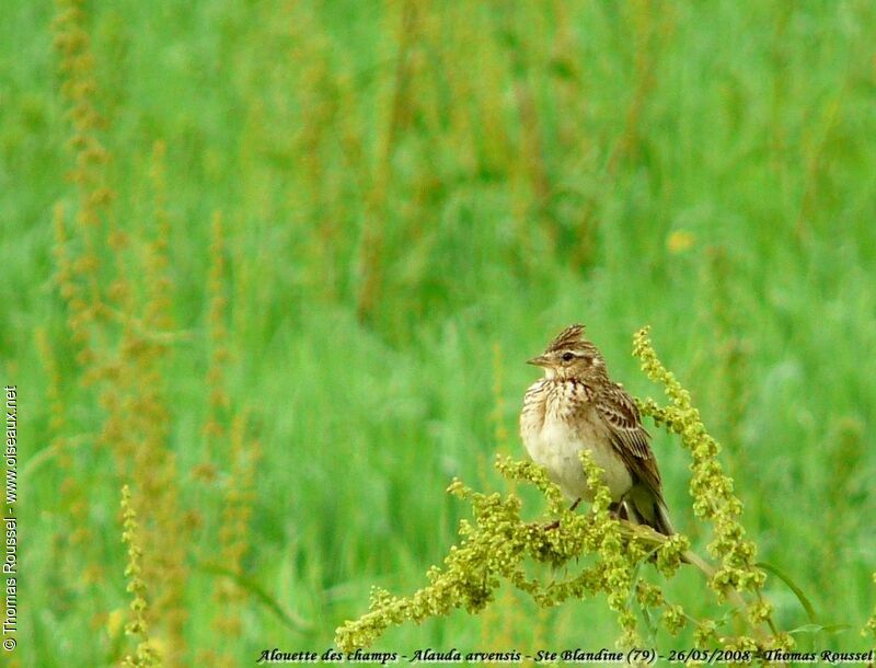 Eurasian Skylark