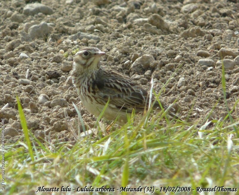 Woodlark