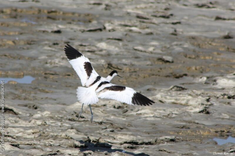 Avocette élégante, Vol