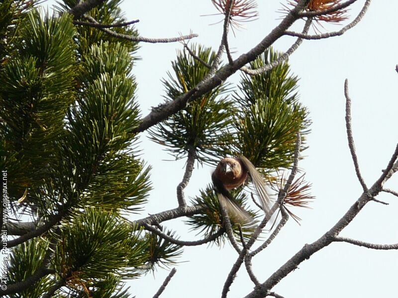 Bec-croisé des sapins mâle, Vol