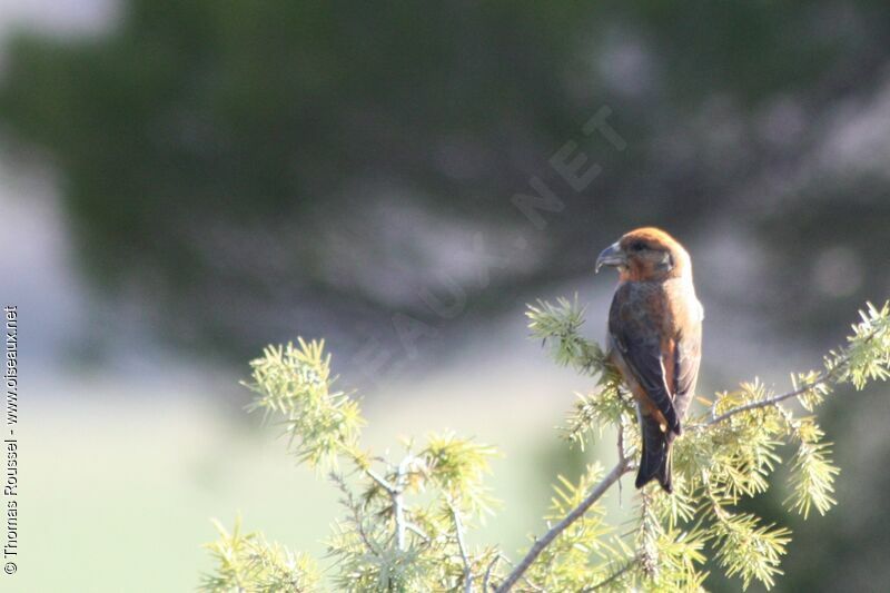 Red Crossbill