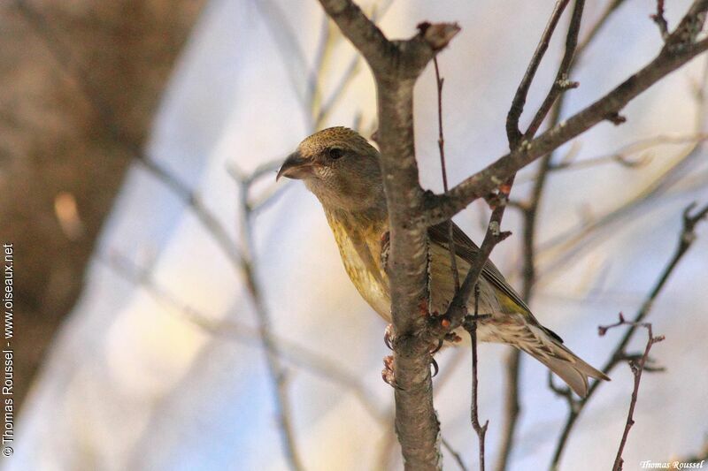 Red Crossbill female, identification