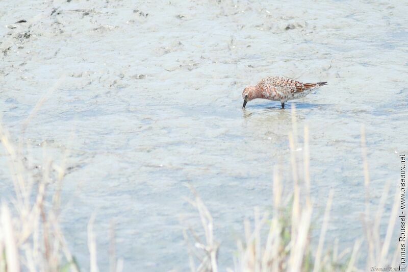 Curlew Sandpiper