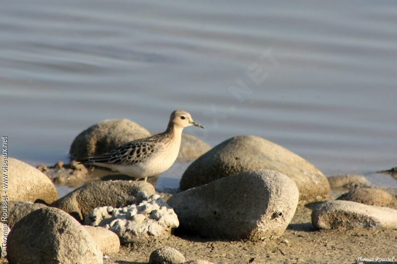 Bécasseau rousset, identification