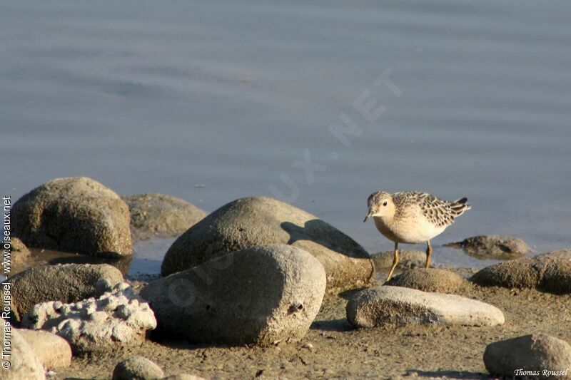 Buff-breasted Sandpiper, identification