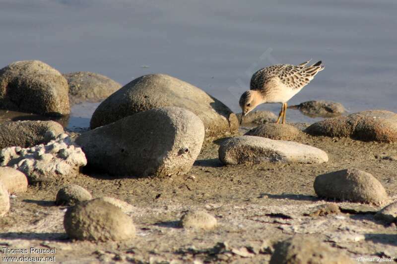 Bécasseau rousset, identification, pêche/chasse