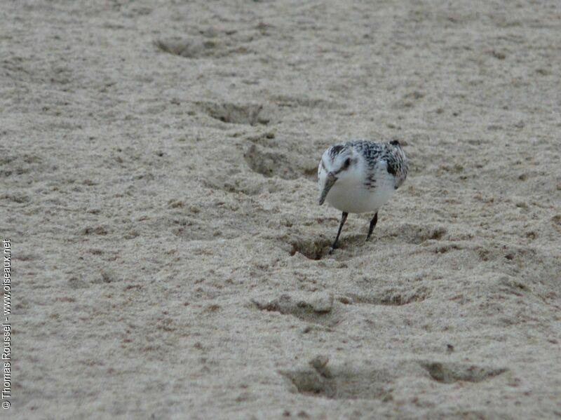 Sanderling