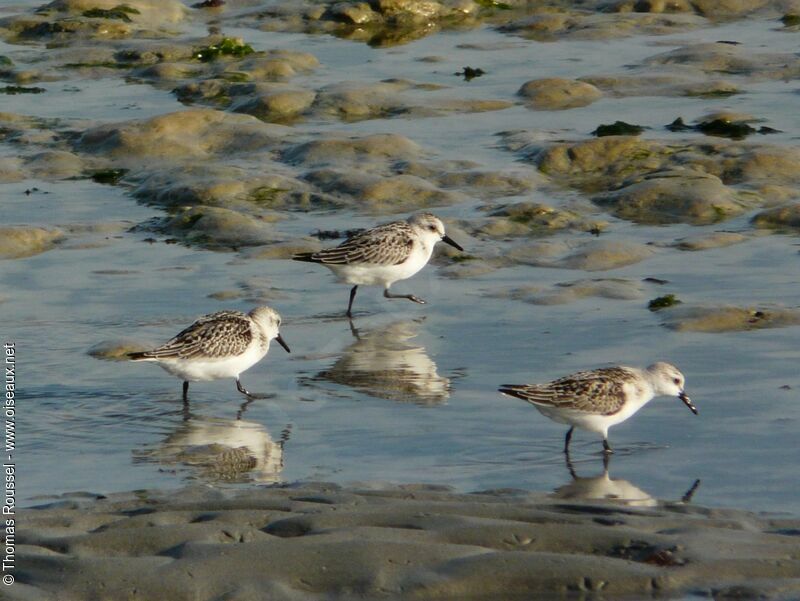 Bécasseau sanderling