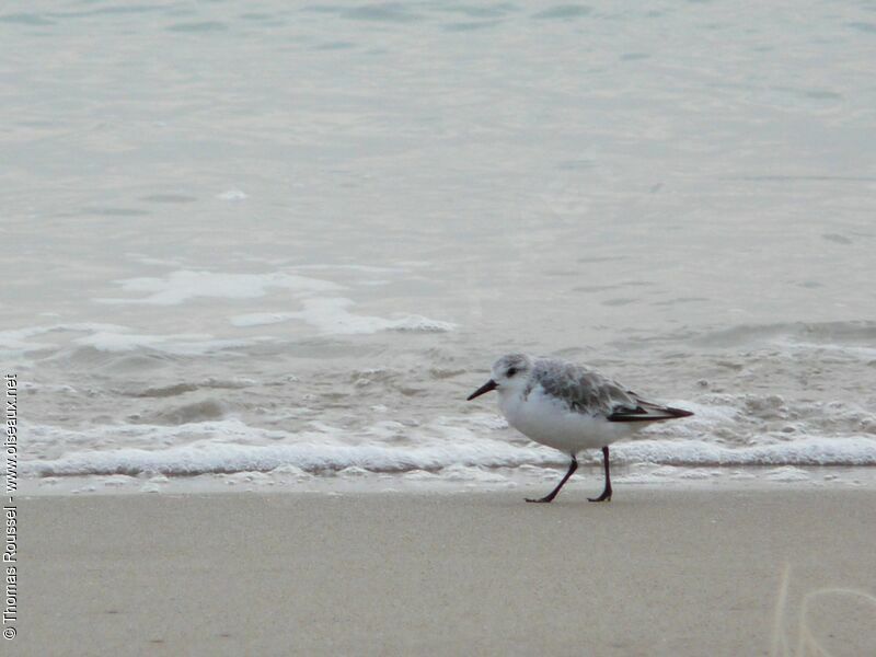 Sanderling