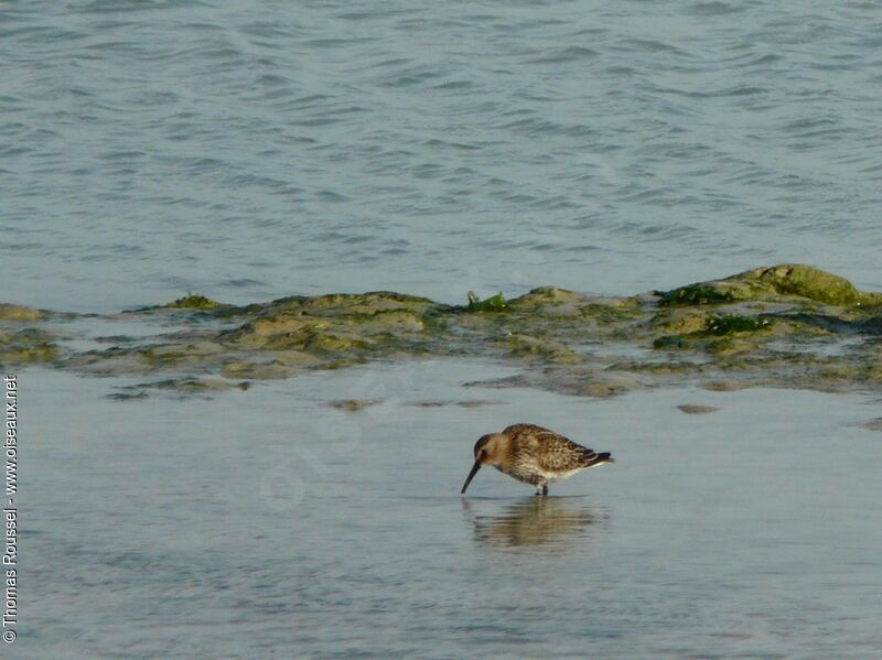 Bécasseau variable