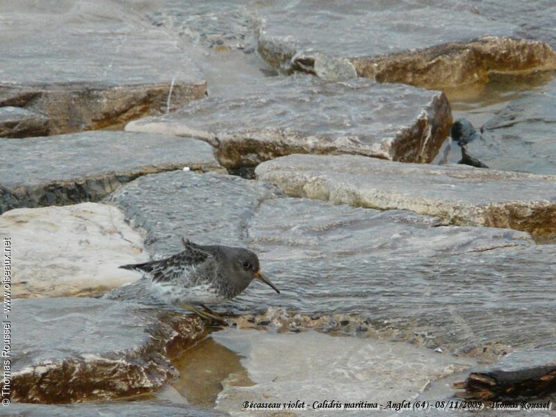 Purple Sandpiper, identification