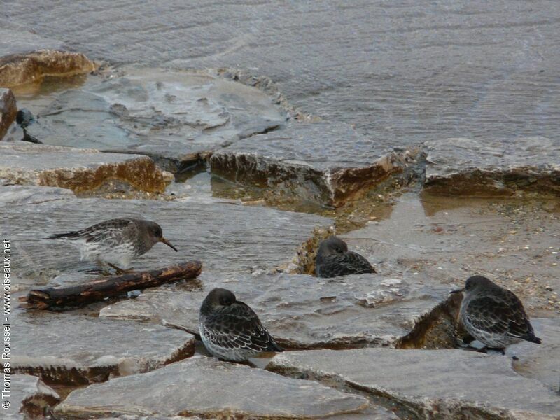 Purple Sandpiper