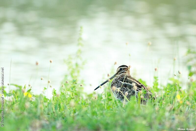 Common Snipe, identification