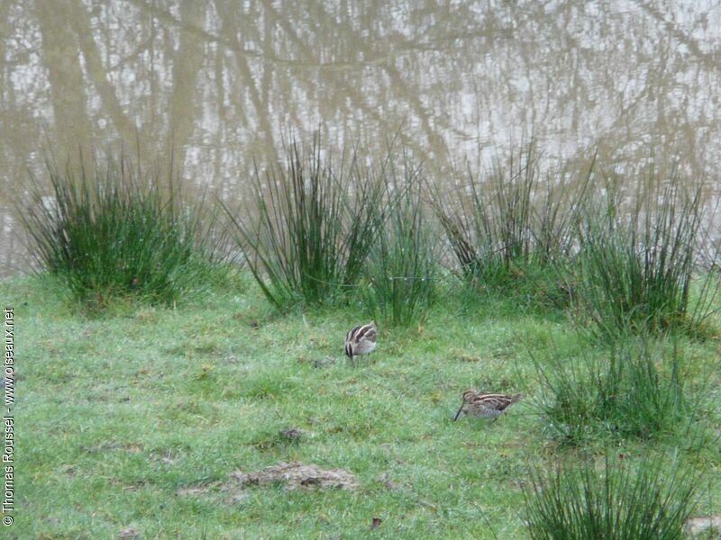 Common Snipe