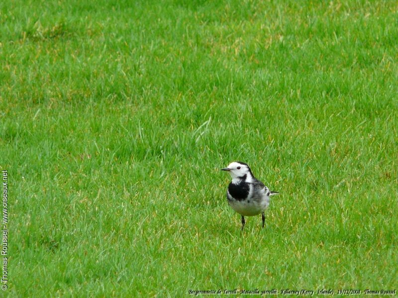 Bergeronnette de Yarrelladulte, identification