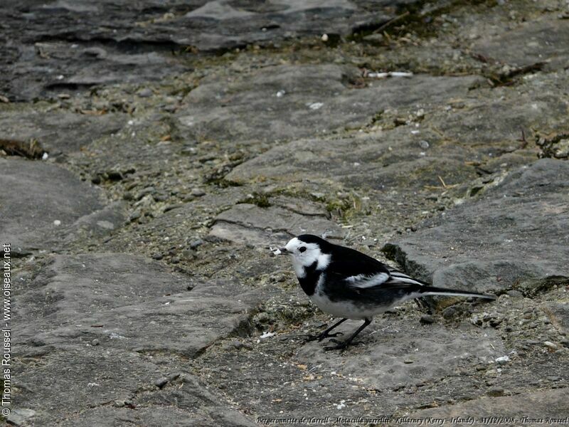 White Wagtail (yarrellii)adult, identification